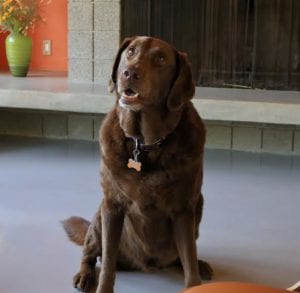 Emotional Support Animal Letters